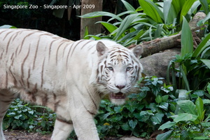 20090423 Singapore Zoo  76 of 97 